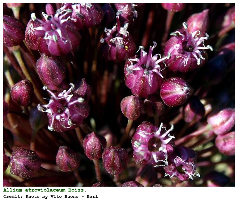 Allium atroviolaceum Boiss.